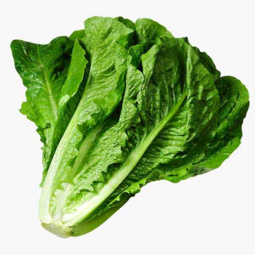 LETTUCE الخس